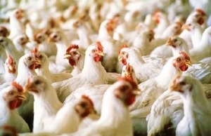 poultry-industry